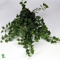 Хедера Бренда d9 h10 18шт