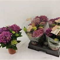 Гортензия Макр. Хай Океан d14 h40 4шт