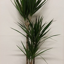 Драцена Марг. 3Д d21 h110 1шт