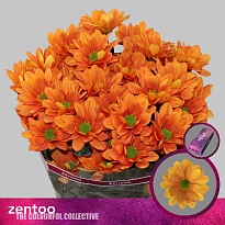 Хризантема кустовая Kaya 5шт