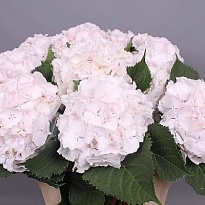 Гортензия Sweet Verena дл.60 d 20-22 1шт