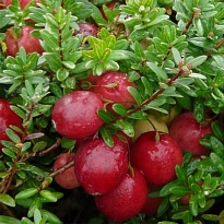 Клюква (Vaccinium) крупноплодная Ховес d9 h50-60 18шт