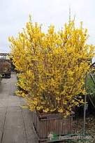 Форзиция (Forsythia) промежут.Линвуд  d9 18шт