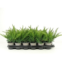 Можжевельник (Juniperus) казацкий Тамарисцифолия d9 h15 18шт