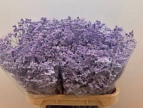 Лимониум Paint Milka 5шт