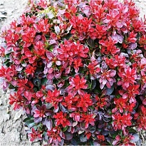 Барбарис (Berberis) тунб. Багателль d17 h15-25 1шт