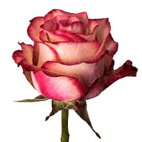 Роза Flor Hermosa Paloma дл.50 25шт