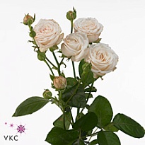 Роза кустовая Bombastic дл.50 10шт