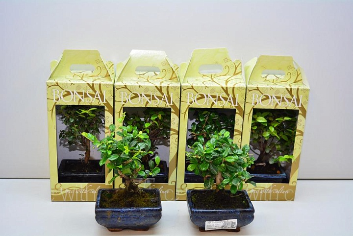 Бонсай микс (керамика) d15 h20 8шт