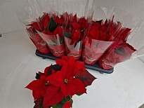 Пуансеттия Марс d11 h30 10шт