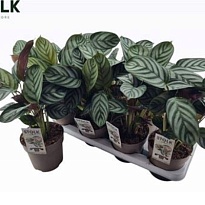 Ктенанта Компактстар d14 h35 8шт