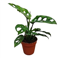 Монстера d9 h25 11шт