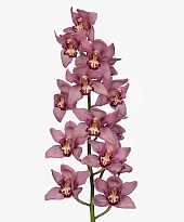 Орхидея Cymbidium Cynthia*9 дл.60 1шт