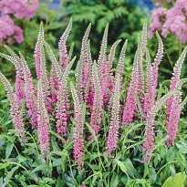 Вероника Skyler Pink 10шт