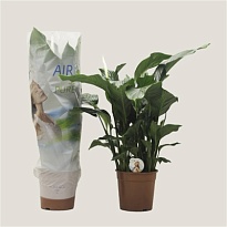 Спатифиллум Свит Сильвана d24 h100 1шт