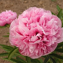 Пион Rosea Plena 5шт