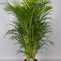 Арека d27 h200 1шт