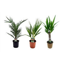 Пальма микс d15 h60 6шт