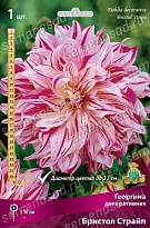 Георгина декоративная Бристол Страйп 1шт