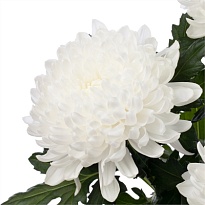 Хризантема одноголовая Gagarin 10шт