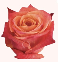 Роза Qualisa Mango Tango дл.60 25шт