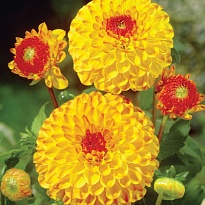 Георгин Sunny Boy 10шт