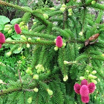 Ель (Picea) обыкновенная Акрокона 2л h15-20 1шт
