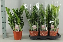 Замиокулькас Пикси d17 h55 6шт