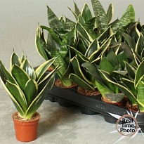 Сансевиерия Трифасциата d6 h20 20шт