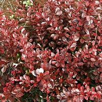 Барбарис (Berberis) тунб. Кармен 2л h25-30 18шт