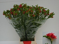 Фрезия Red Bell 10шт