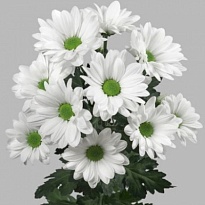 Хризантема кустовая Kennedy Linflowers 5шт