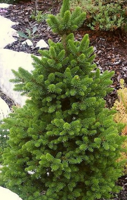 Ель (Picea) обыкновенная Виллс Цверг 2л h15-20 1шт