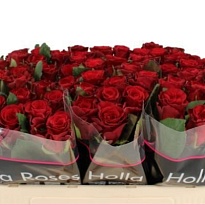 Роза Red Tacazzi дл.50 10шт