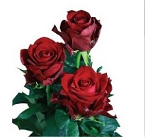 Роза Zee Flora Kamala дл.40 10шт