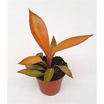 Филодендрон Блэк Кардинал Гибрид d5 h25 14шт