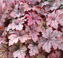 Гейхерелла Хани Роуз 1шт