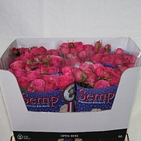 Роза кустовая Giselle! дл.60 10шт