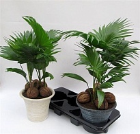 Ливистония Ротундифолия (деко керамик) d23 h65 1шт