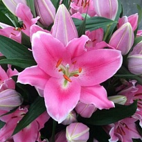 Лилия or. Praiano 5+ 10шт