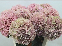 Гортензия My Beautiful Diana Classic дл.80 d24 1шт