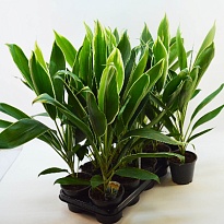 Кордилина Конга d12 h45 10шт