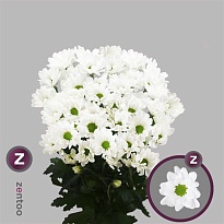 Хризантема кустовая Chic Zentoo (a) 5шт