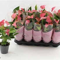 Антуриум Романтико d12 h40 10шт