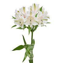 Альстромерия Tessa Bounty дл.60 10шт