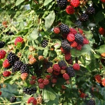 Ежевика Вождь Джозеф ремонт.бесшип./Цв.Кор 1шт