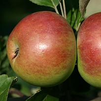 Яблоня колон. Сенатор/Цв.Кор. 1шт