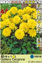 Георгина Гэллери Чезанне борд.1шт*