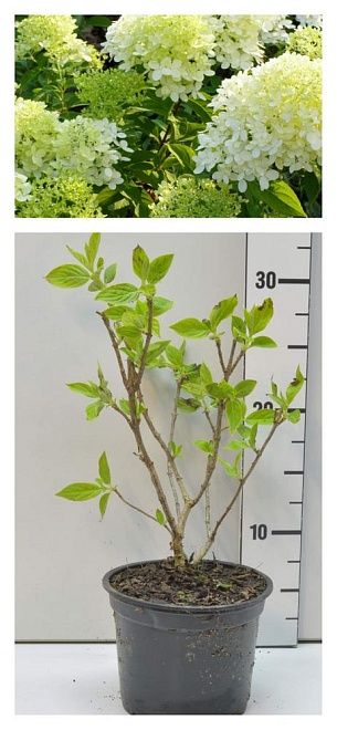 Гортензия (Hydrangea) метельчатая ЛаймЛайт d9 h15