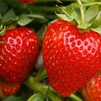 Земляника Зенга Зенгана (ОКС) 5шт/кор